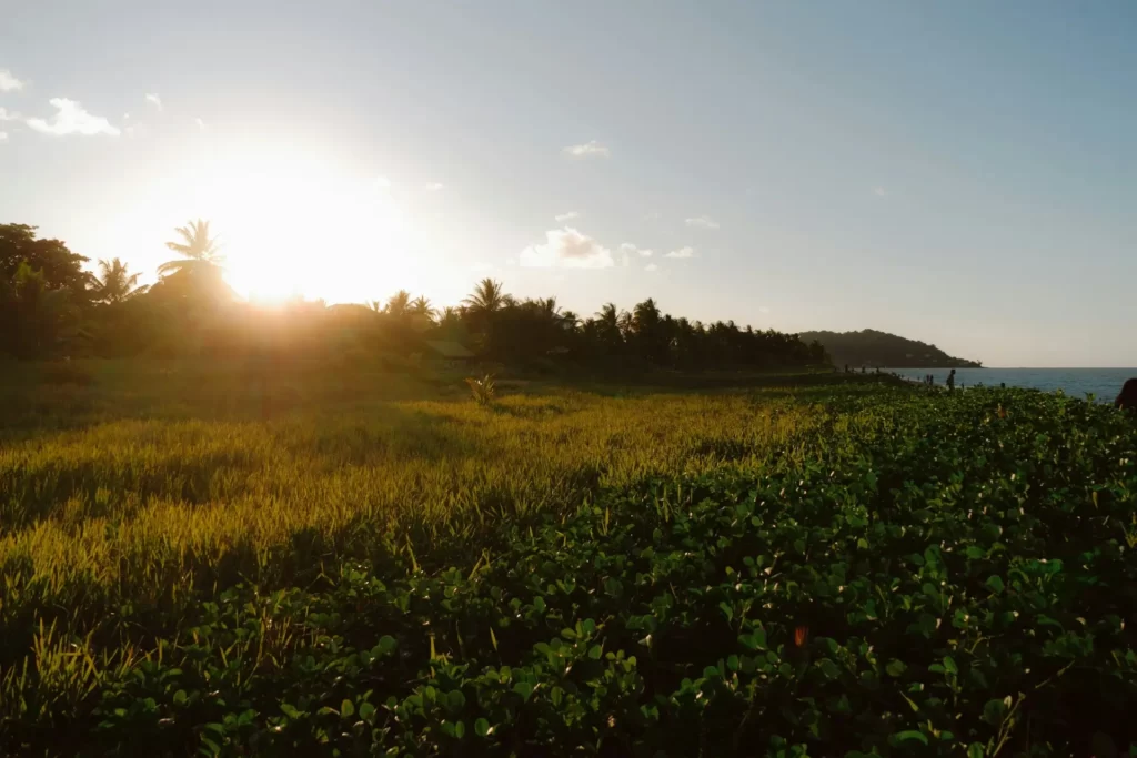 un champ d’herbe et d’arbres avec le soleil qui brille à travers les nuages, Cayenne, Guyane française