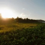 un champ d’herbe et d’arbres avec le soleil qui brille à travers les nuages, Cayenne, Guyane française